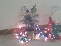tiny christmas.webp