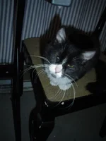 kitten - I despise you.webp