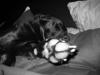Kody 015.webp