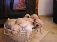 IMAGE001.webp