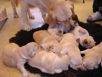IMAGE004.webp