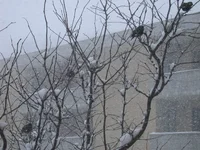 DSCN1247.webp