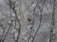 DSCN1249.webp