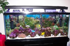 55 gal reef.webp