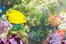 Yellow tang.webp