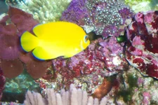 Lemonpeel Angel.webp