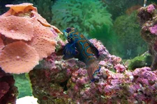 mandarinfish 1.webp