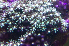 green star polyps.webp