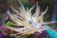 Florida Pink-tip anemone.webp