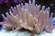 finger leather coral.webp