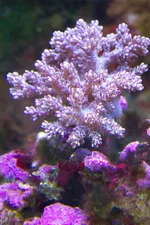 colt coral.webp