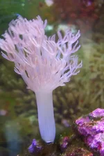 Xenia (pulsing coral).webp