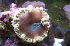 rock anemone.webp