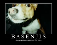 basenjis.webp