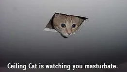 ceilingcat.webp