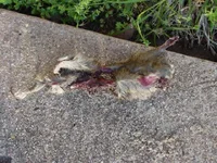 DSC00202.webp