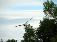 IMG_0109a.webp