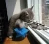 cat1.webp