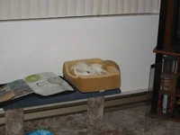 spaz.webp