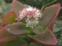 arockbegonia3.webp