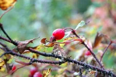 DSC_0029.webp