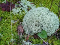 DSCF0434.webp