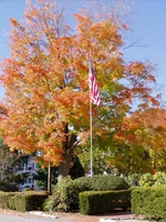 fall 002.webp