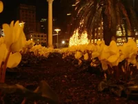 flowers.webp