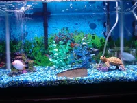 fish 1.webp