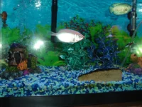 fish 2.webp