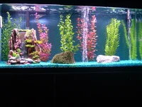 fish 3.webp
