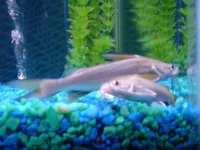 fish 4.webp