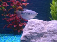 fish 5.webp