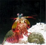 peackock2.webp