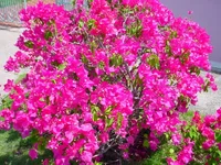 DSC04439.webp