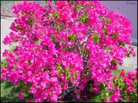 spring shot.webp