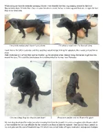 Dog currently between homes.webp