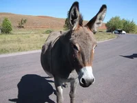 800px-Donkey-01.webp