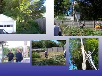 tree falls clips.webp