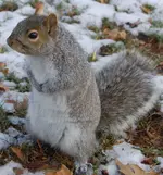 squirrel.webp