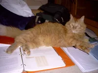 DSC00009.webp