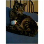 meow2.webp