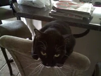 sasha.webp