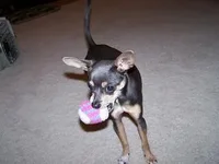 ball.webp
