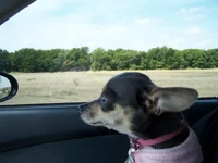 dog cruisin'.webp