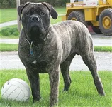 Bullmastiff16montholdbrindledoodoo.webp
