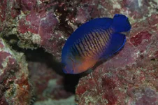 coralBeauty.webp