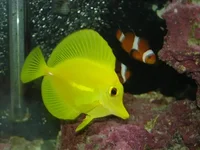 tang.webp