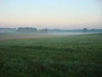 back yard.webp