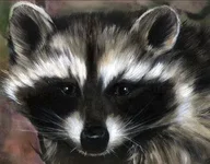 Raccoon-07.webp
